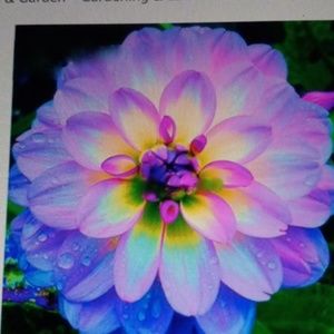 Meet your Posher, Jodi-ann